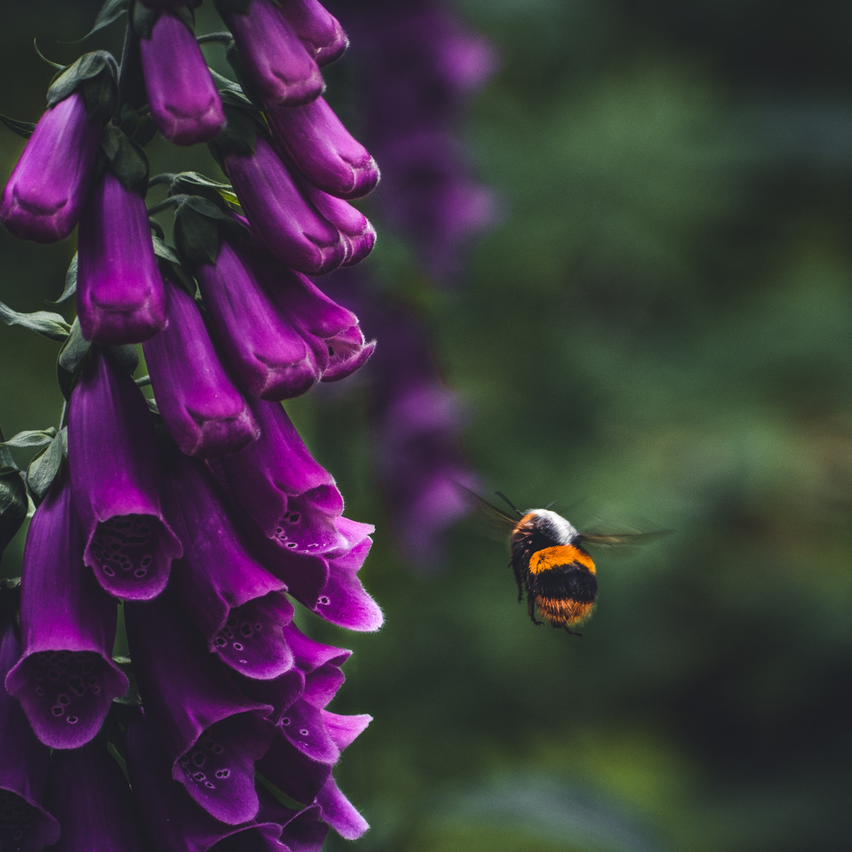 Bumble bee close up picture